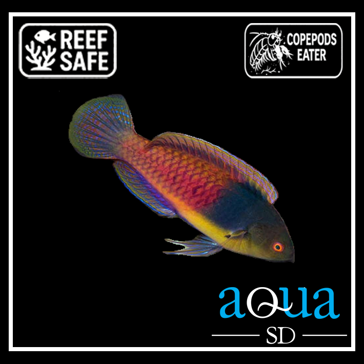 Blue Sided Fairy Wrasse; Male - Cirrhilabrus cyanopleura