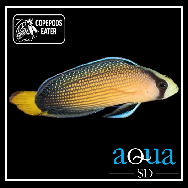 Splendid Pseudo; T.R.- Pseudochromis splendens