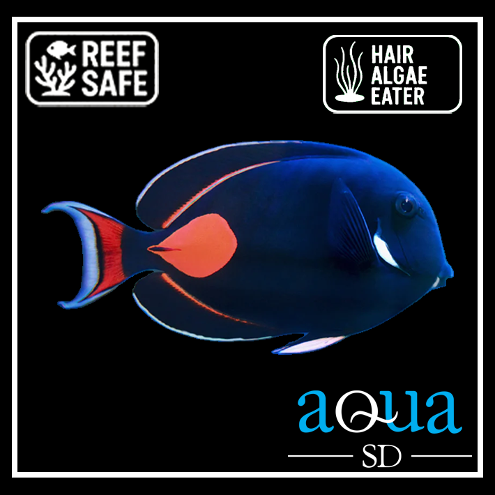 Achilles Tang - Acanthurus achilles