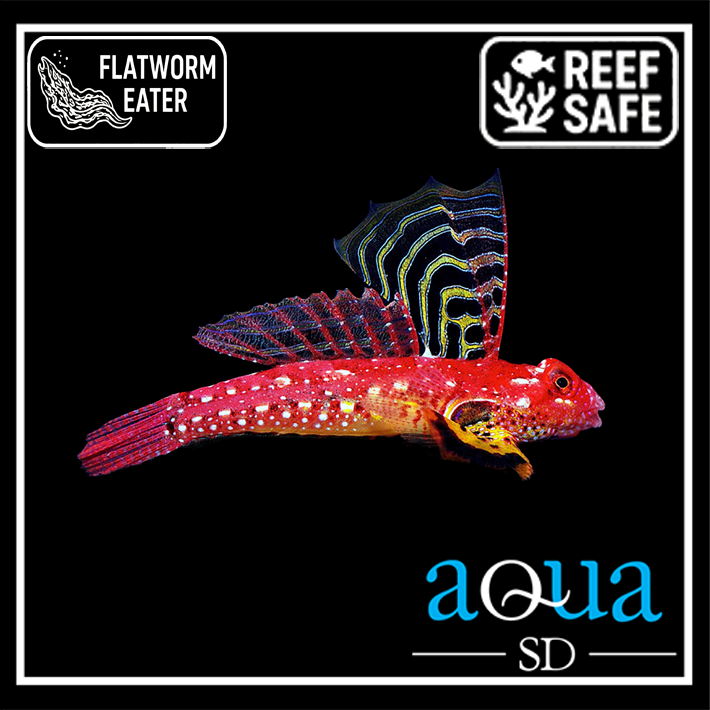 Ruby Red Dragonette - Synchiropus sycorax