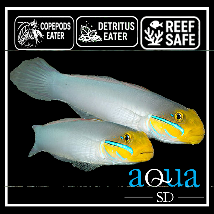 Golden Head Goby; Africa - Valencienna strigata