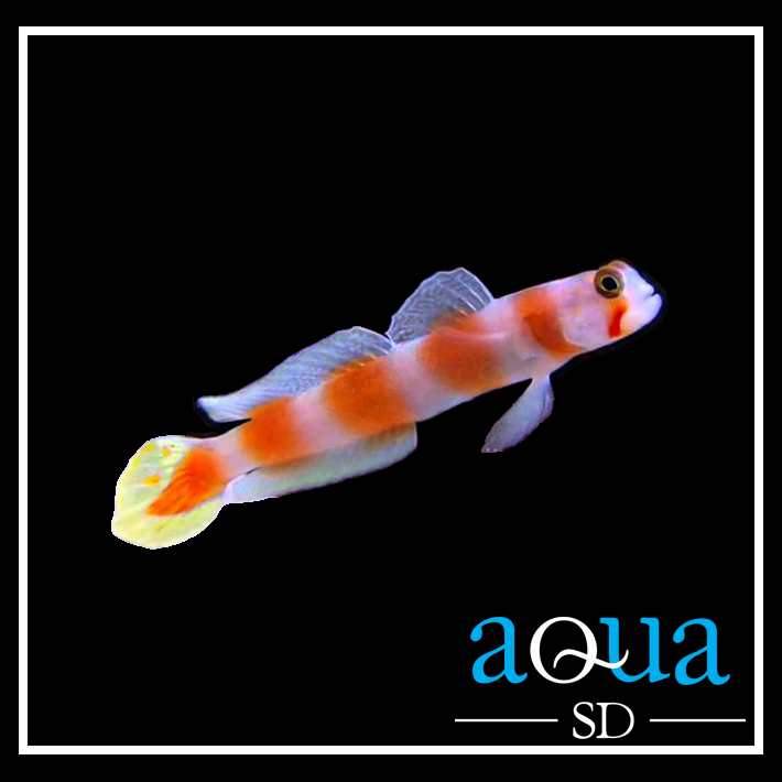Orange Banded Prawn Goby; Africa - Amblyeleotris aurora