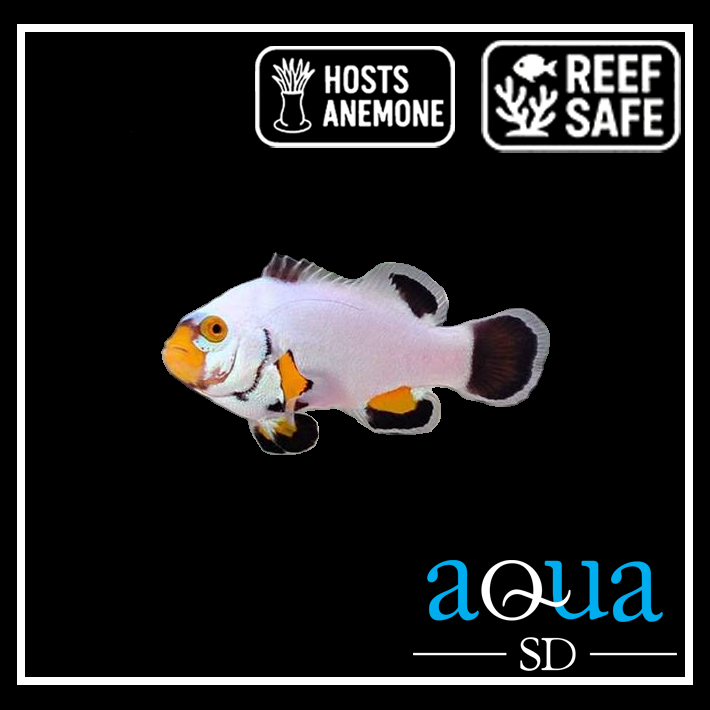 Picasso Clown; Platinum; Captive Bred. - Amphiprion percula