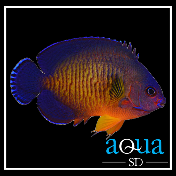 Coral Beauty Angel - Centropyge bispinosus