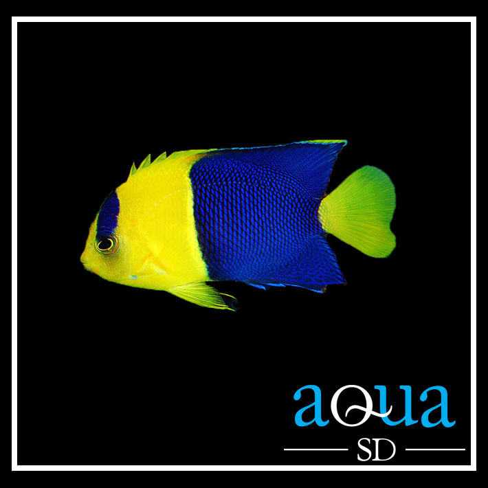 Bicolor Angel - Centropyge bicolor