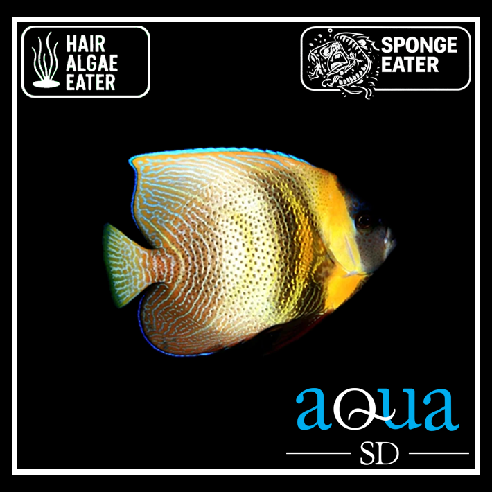 Cortez Angel; Adult - Pomacanthus zonipectus