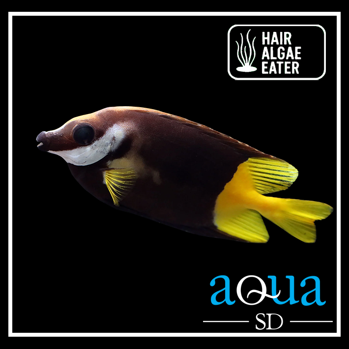 Fiji Foxface; Fiji - Siganus uspi