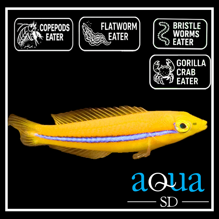 Neon Wrasse; Juv.; ATL - Halichoeres garnoti