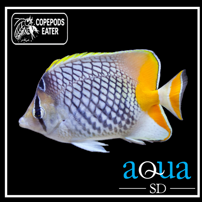 Pearlscale Butterfly - Chaetodon xanthurus