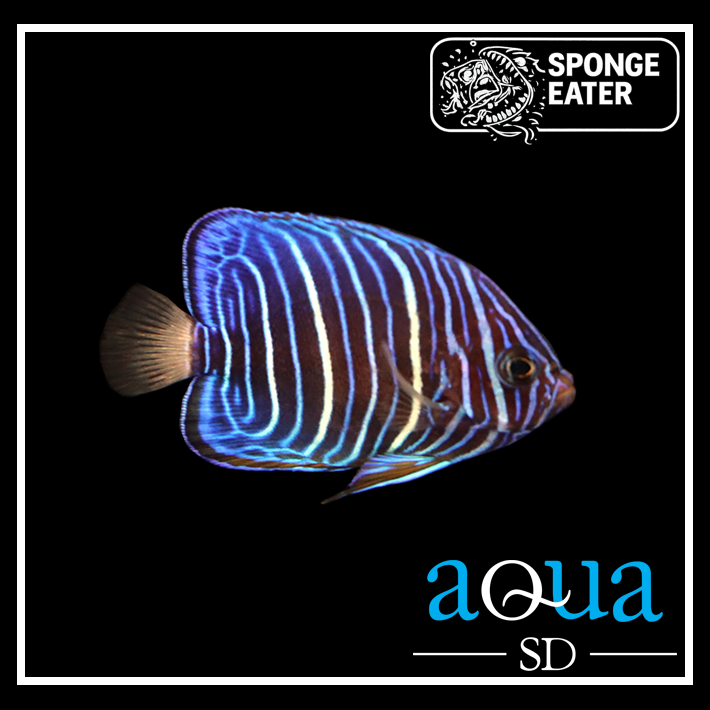 Annularis Angel; Juv - Pomacanthus annularis