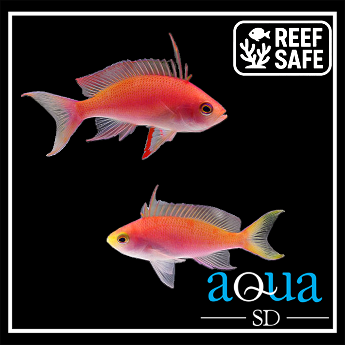 Randalls Anthias; Female - Pseudanthisas randalli