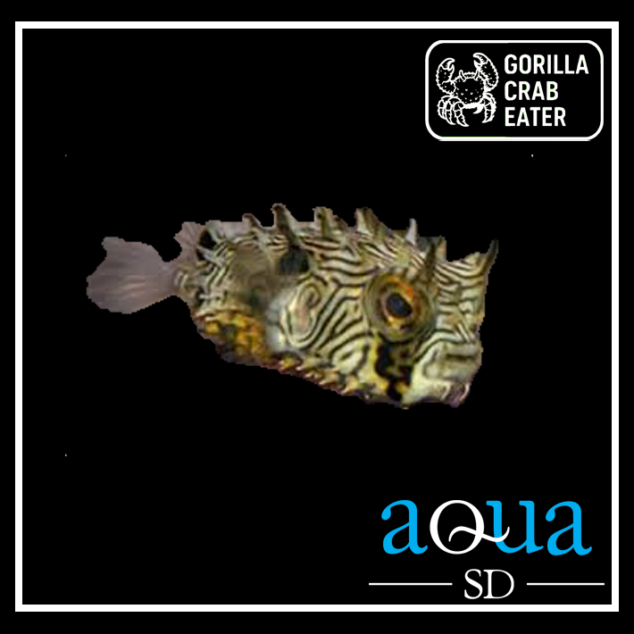 Burr (Spiny Box) Puffer; Atl. - Chilomycterus schoepfi