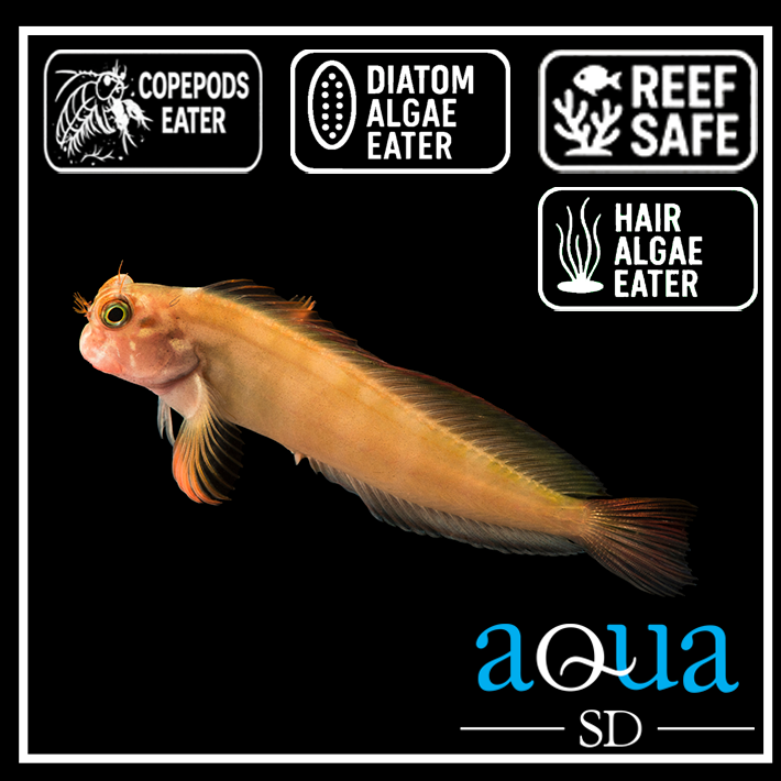 Redlip Blenny; Atl. - Ophioblennius atlanticus