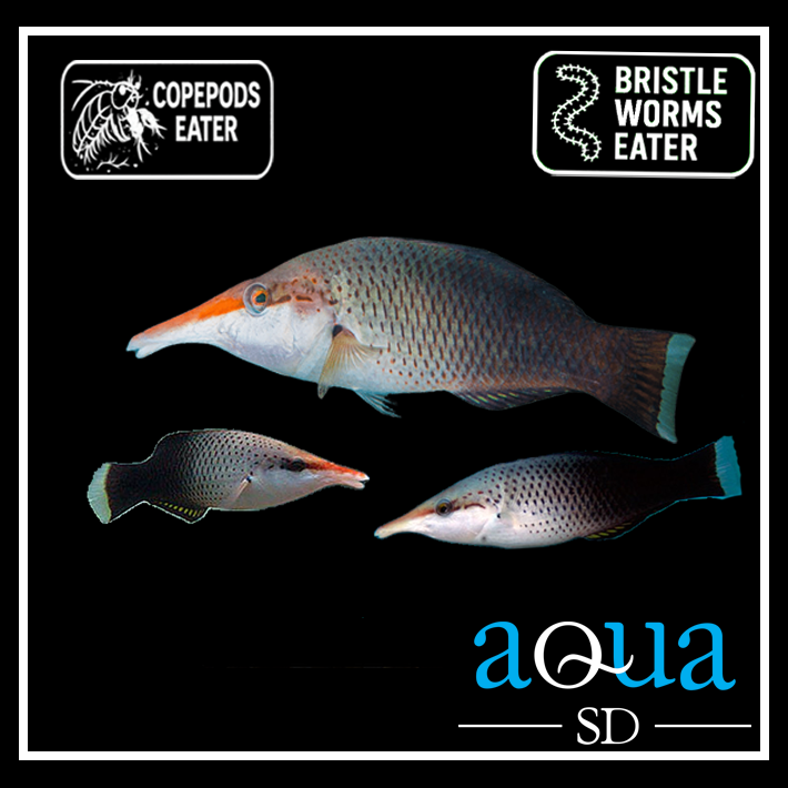 Brown Bird Wrasse - Gomphosus varius