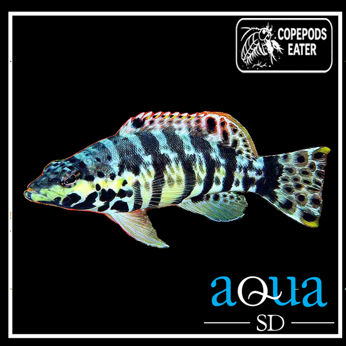 Harlequin Bass; Atl. - Serranus tigrinus