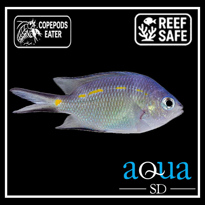 Yellow Lined Chromis - Chromis sp.