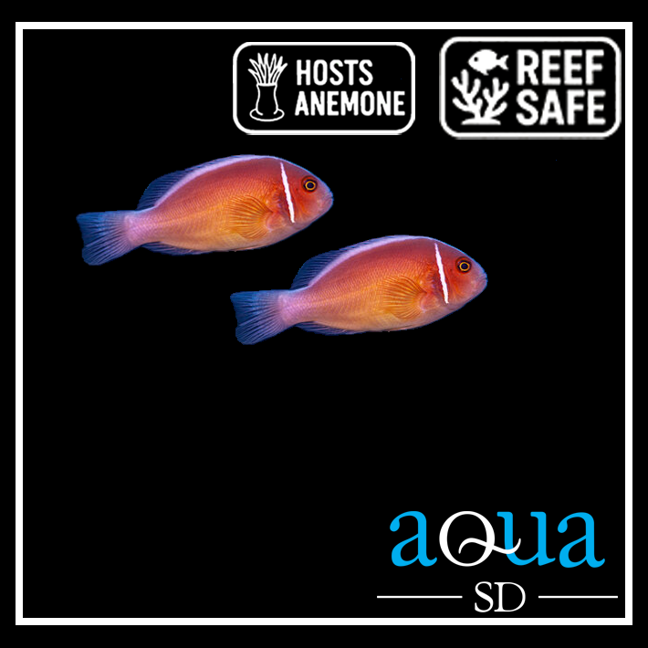 Pink Skunk Clown - Amphiprion perideraion