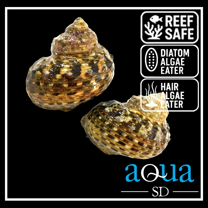 Mexican Turbo Snail - Turbo sp.
