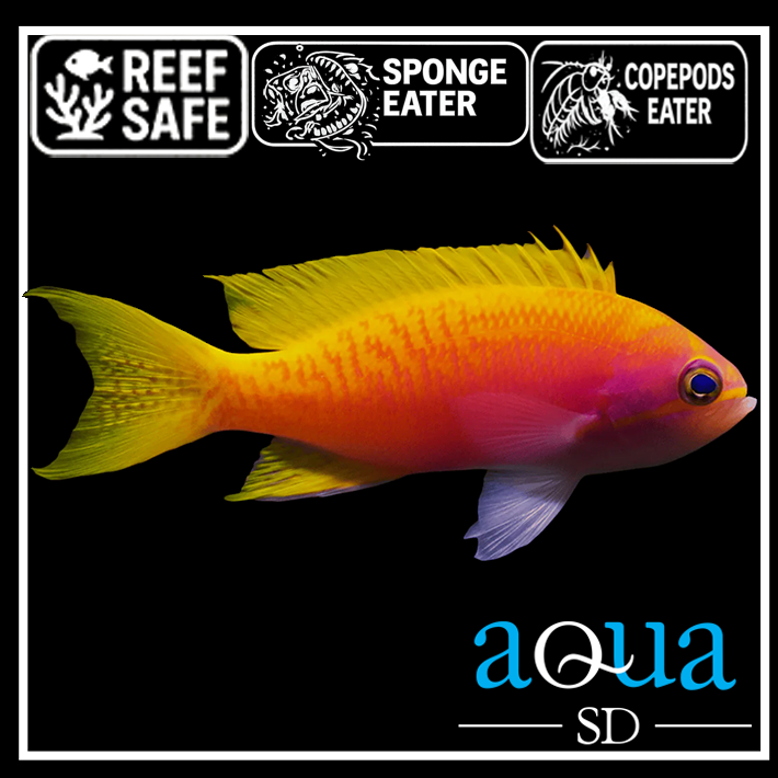 Bimaculatus Anthias; Female - Pseudanthias bimaculatus