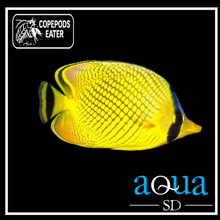 Rafflesi Butterfly - Chaetodon rafflesi