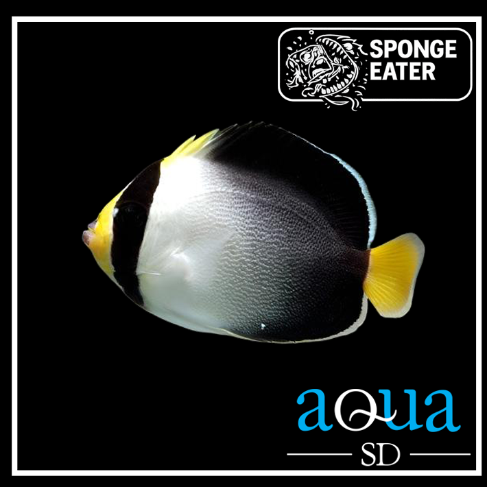 Singapore Angel - Chaetodontoplus mesoleucus