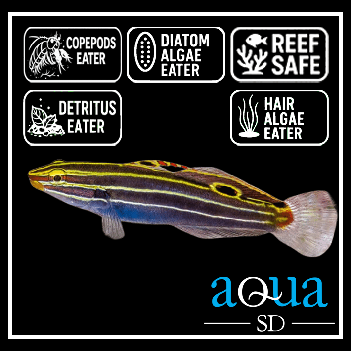 Hectors Goby - Amblygobius hectori