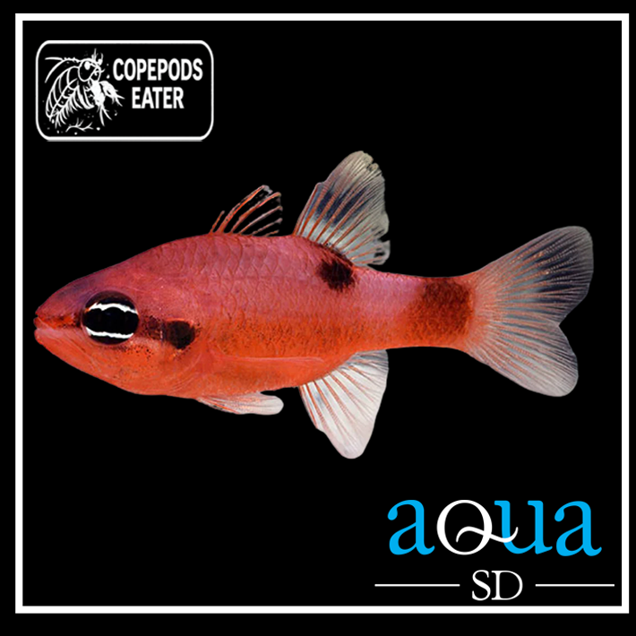 Flame Cardinal; Atl. - Apogon maculatus