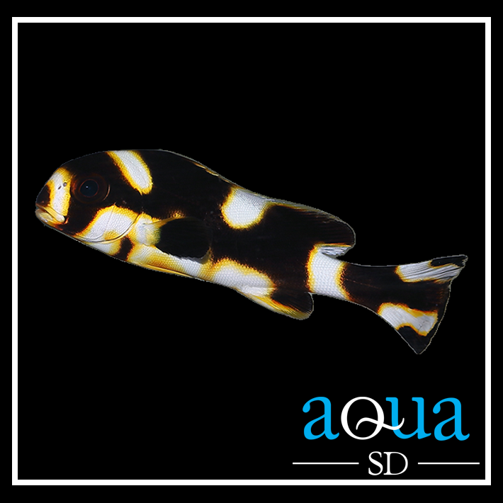 Oriental Sweetlips - Plectorhinchus orientalis