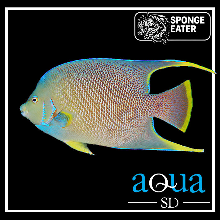 Blue Angel; Atl. - Holacanthus bermudensis