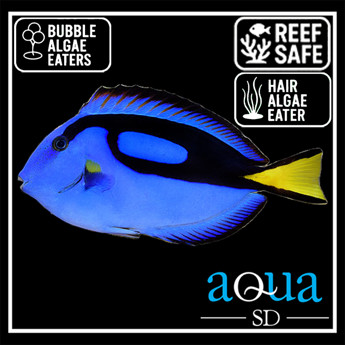 Blue (Hippo) Tang - Paracanthurus hepatus