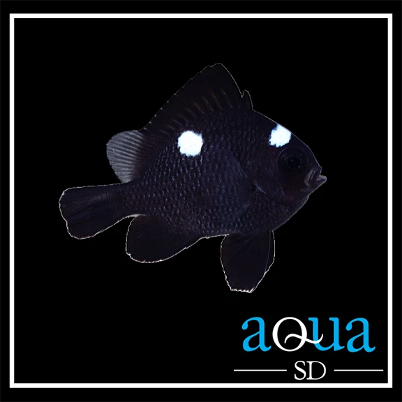 Domino Damsel - Dascyllus trimaculatus
