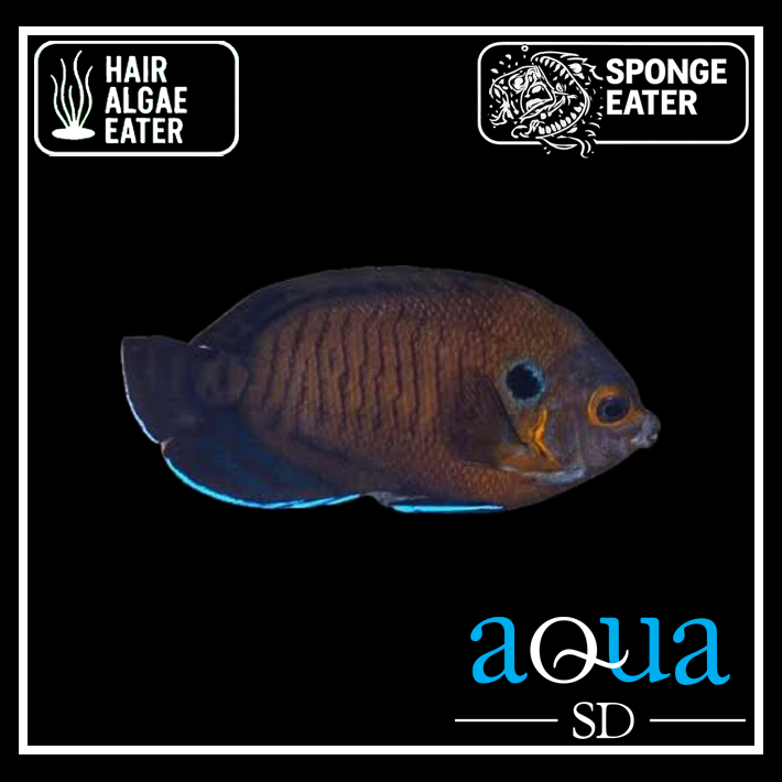 Bluefin Angel; I.O. - Centropyge multispinis