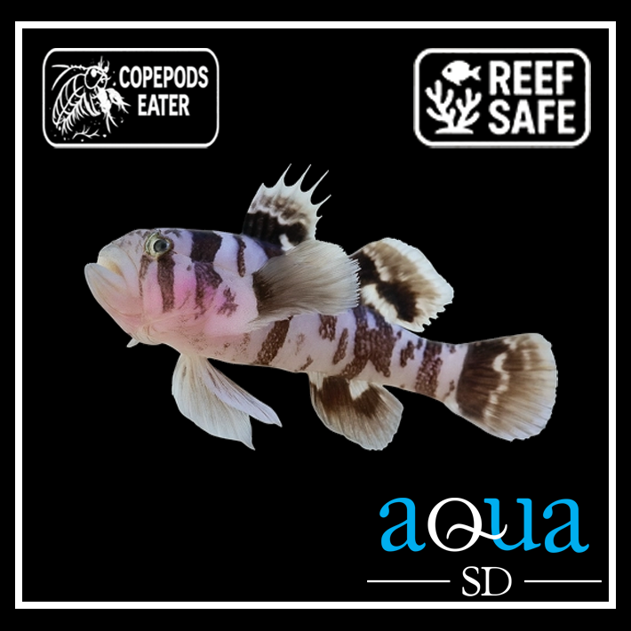 Circus Goby - Priolepis nocturna