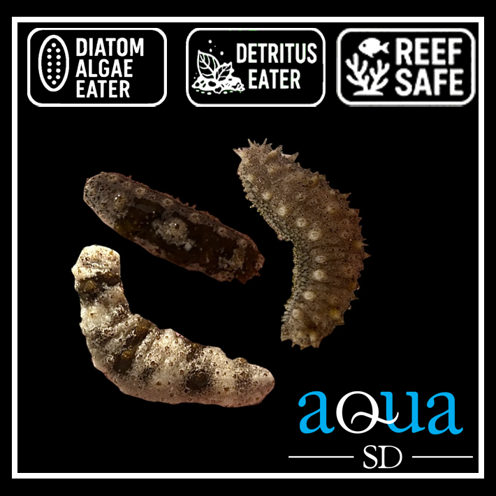 Black Cucumber - Holothuria sp.