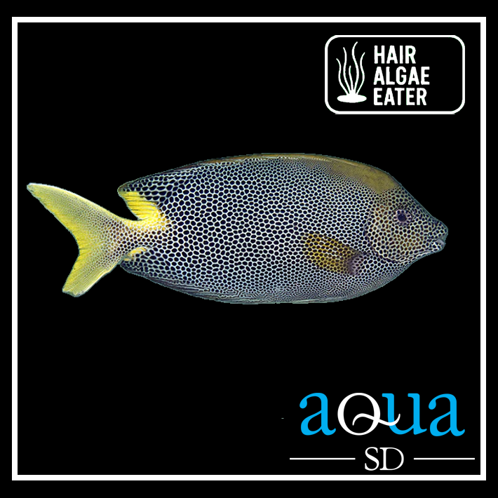 Starry Rabbit Fish - Siganus stellatus