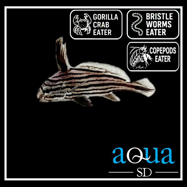 Hi Hat; Atl. - Equetus acuminatus