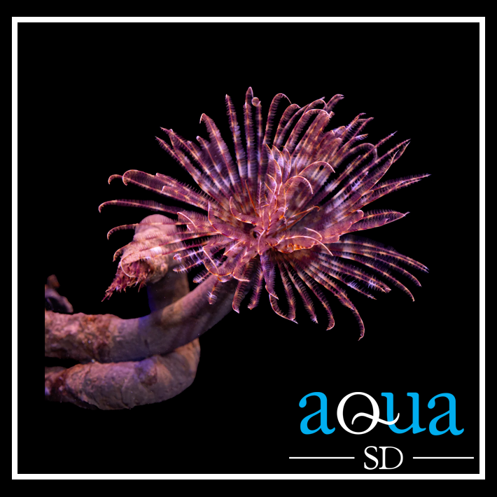 Feather Duster - Sabellastarte sp.