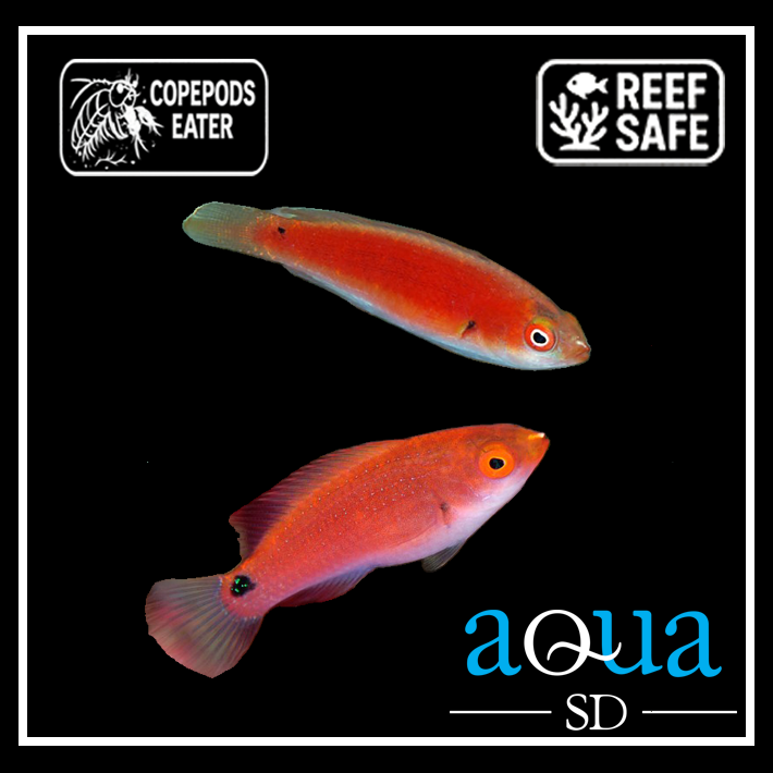 Black Fin Fairy Wrasse; Female - Cirrhilabrus melanomarginatus