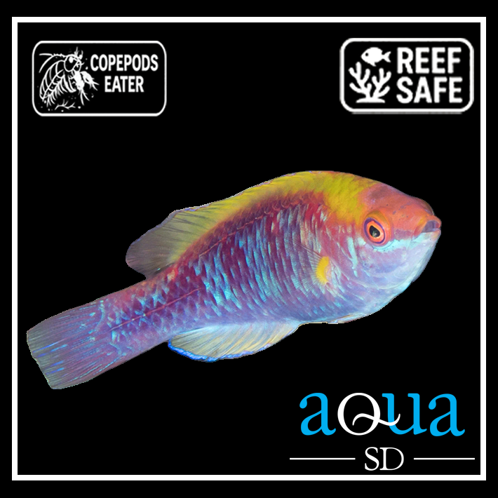 Tricolor Fairy Wrasse; Male - Cirrhilabrus lubbocki