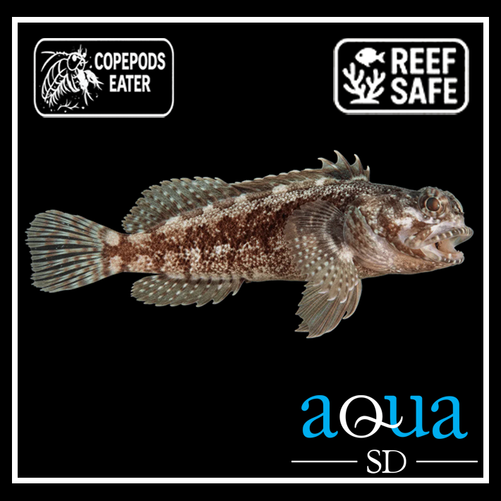 Dusky Jawfish; Atl. - Opisttognathus whitehurstii