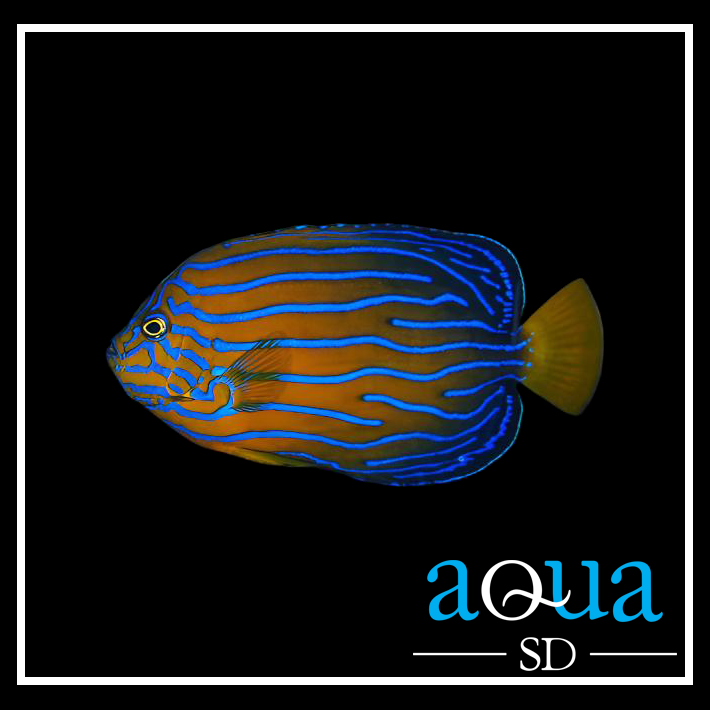 Blueline Angel - Chaetodontoplus septentrionalis