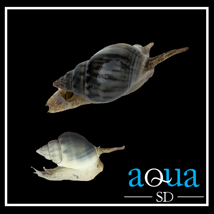 Nassarius Sand Snail  - Nassarius sp.