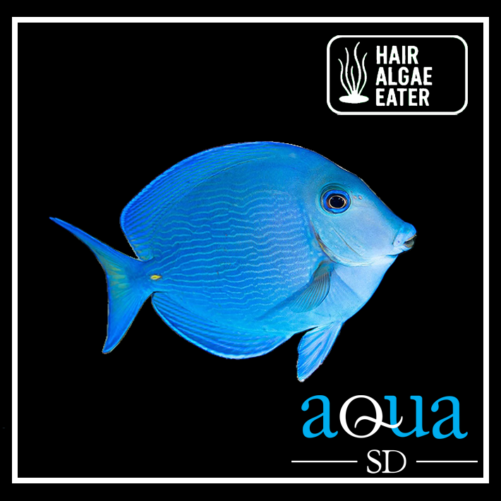 Atlantic Blue Tang - Acanthurus coeruleus