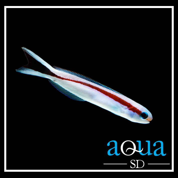 Skunk Tilefish - Hoplolatilus marcosi