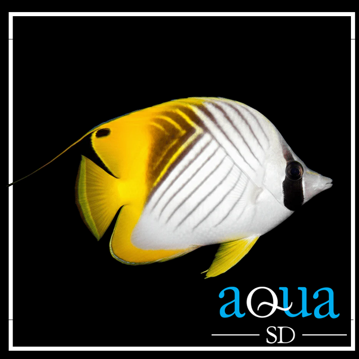 Auriga (Threadfin) Butterfly - Chaetodon auriga