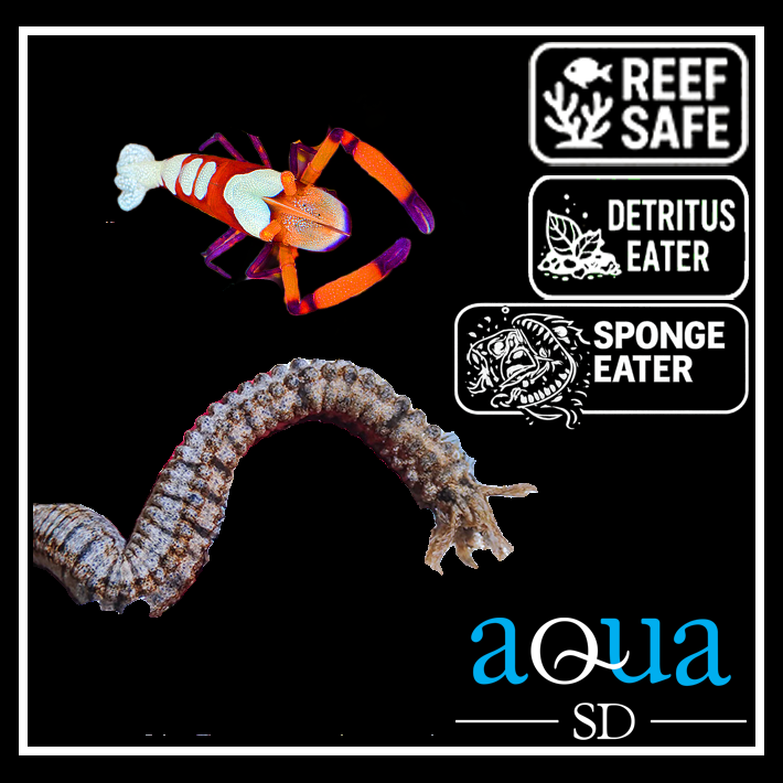 Emperor Shrimp; Red & Medusa Host - Periclimenes imperator