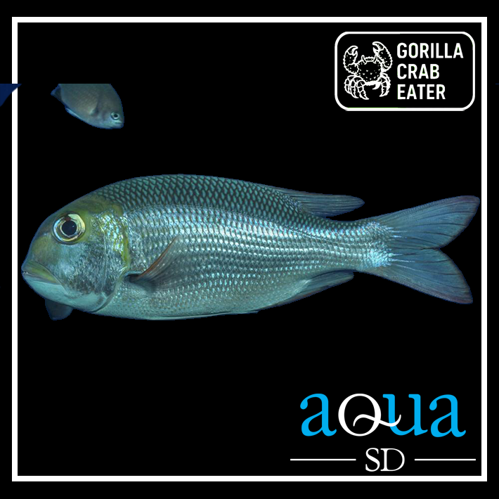 Saddle Snapper; Fiji - Monotaxis grandoculus