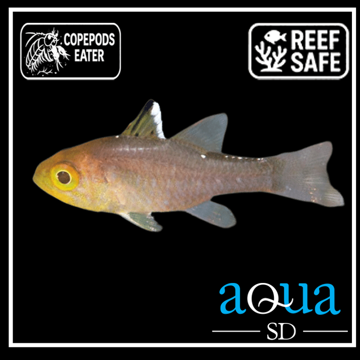 Frost Fin Cardinal - Apogon Hoevenii