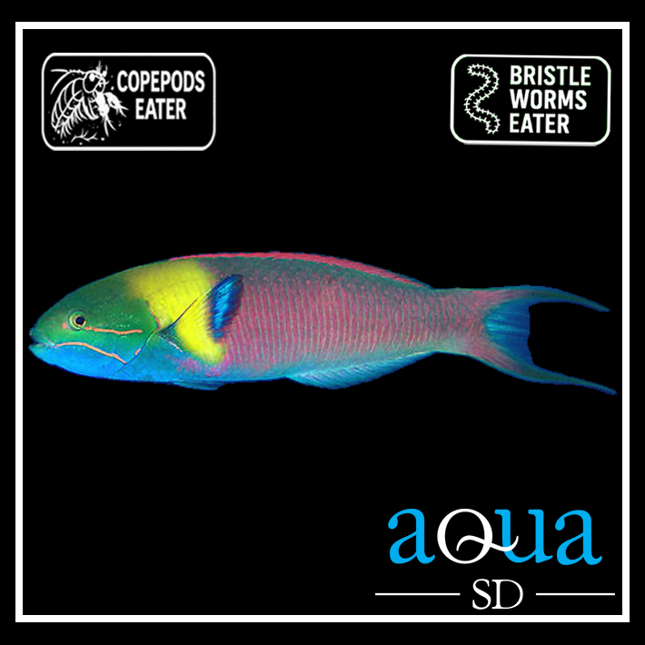 Paddlefin Wrasse; Mexico - Thalassoma amblycephalum