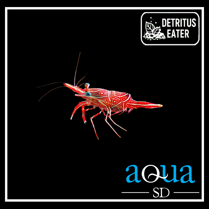Camel Shrimp - Rhynchocinetes sp.